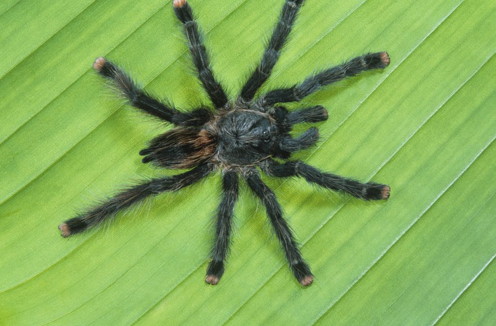 fear-of-spiders-phobia-arachanophobia-goole-selby